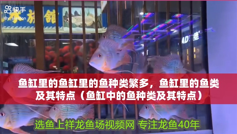 魚缸里的魚缸里的魚種類繁多，魚缸里的魚類及其特點（魚缸中的魚種類及其特點）
