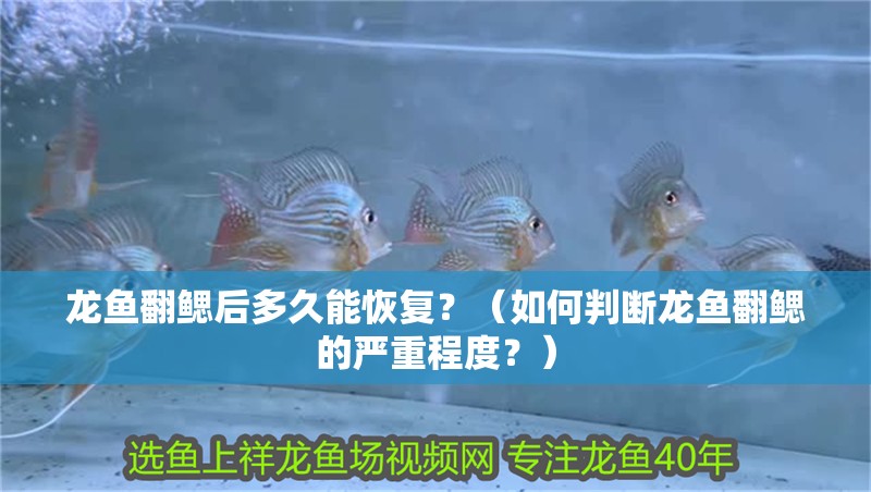 龍魚翻鰓后多久能恢復？（如何判斷龍魚翻鰓的嚴重程度？）
