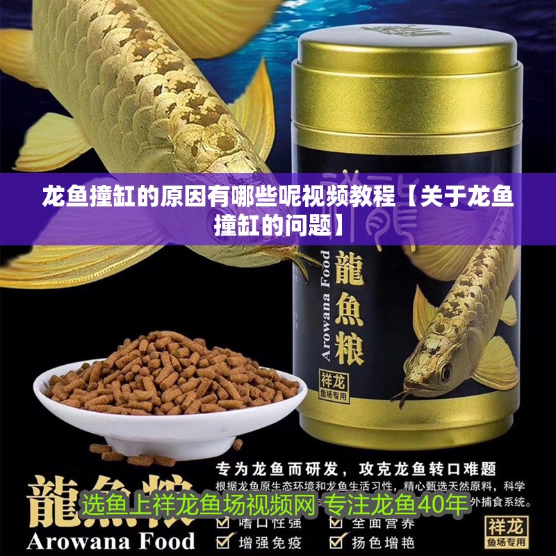 龍魚撞缸的原因有哪些呢視頻教程【關于龍魚撞缸的問題】