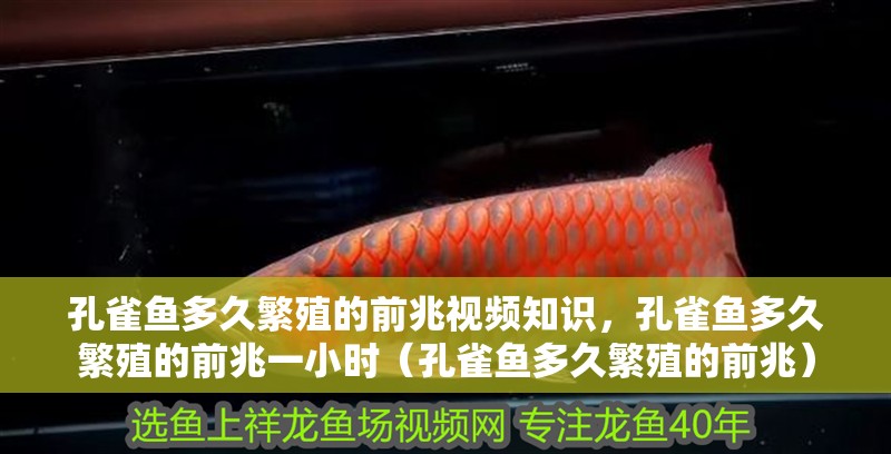 孔雀魚多久繁殖的前兆視頻知識，孔雀魚多久繁殖的前兆一小時（孔雀魚多久繁殖的前兆）
