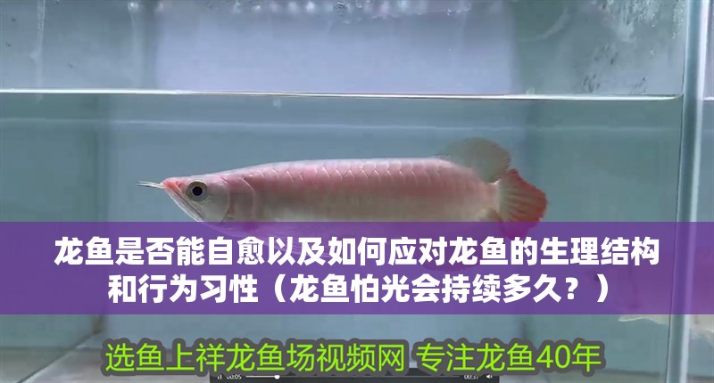 龍魚是否能自愈以及如何應對龍魚的生理結構和行為習性（龍魚怕光會持續多久？）