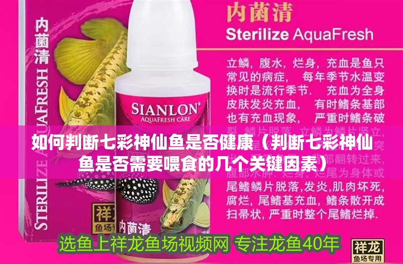 如何判斷七彩神仙魚是否健康（判斷七彩神仙魚是否需要喂食的幾個關鍵因素）