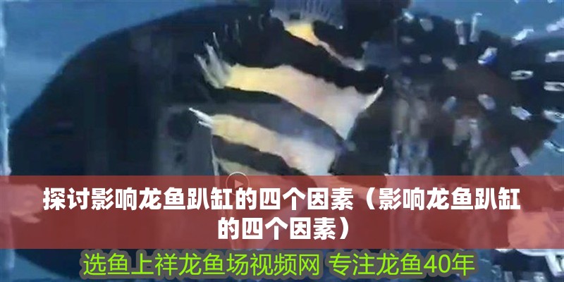 探討影響龍魚趴缸的四個因素（影響龍魚趴缸的四個因素） 探討影響龍魚趴缸的四個因素（影響龍魚趴缸的四個因素） 龍魚百科
