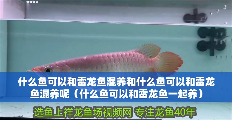 什么魚(yú)可以和雷龍魚(yú)混養(yǎng)和什么魚(yú)可以和雷龍魚(yú)混養(yǎng)呢（什么魚(yú)可以和雷龍魚(yú)一起養(yǎng)）
