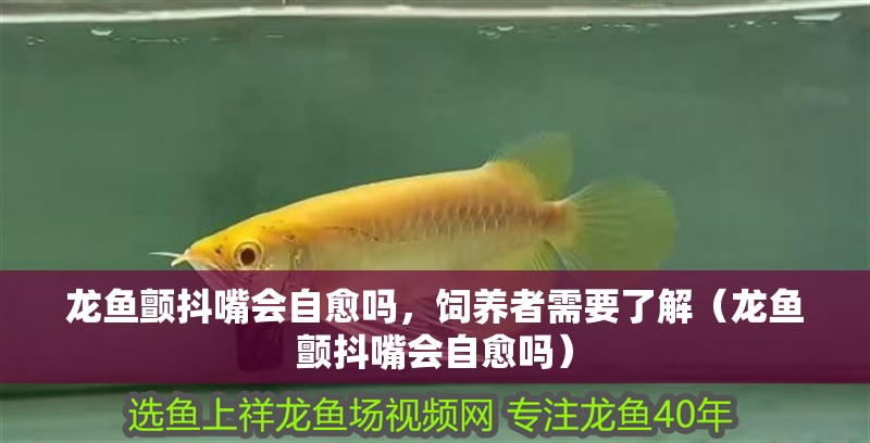 龍魚顫抖嘴會自愈嗎，飼養者需要了解（龍魚顫抖嘴會自愈嗎）