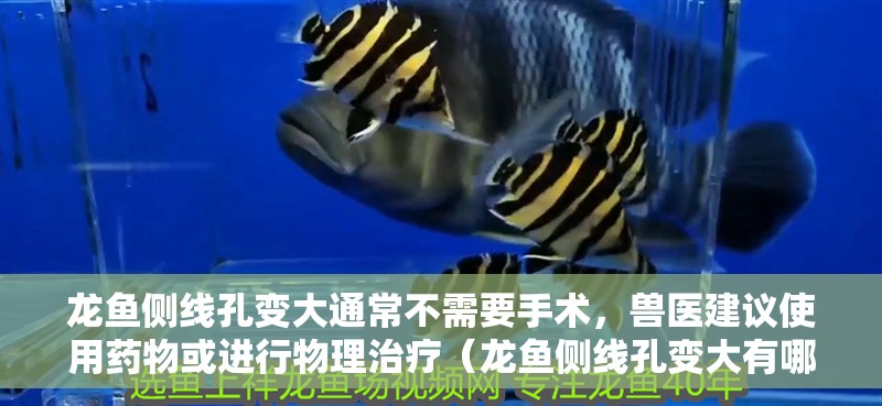 龍魚側線孔變大通常不需要手術，獸醫(yī)建議使用藥物或進行物理治療（龍魚側線孔變大有哪些癥狀？）