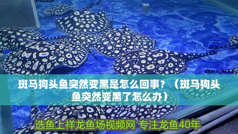 斑馬狗頭魚突然變黑是怎么回事？（斑馬狗頭魚突然變黑了怎么辦）