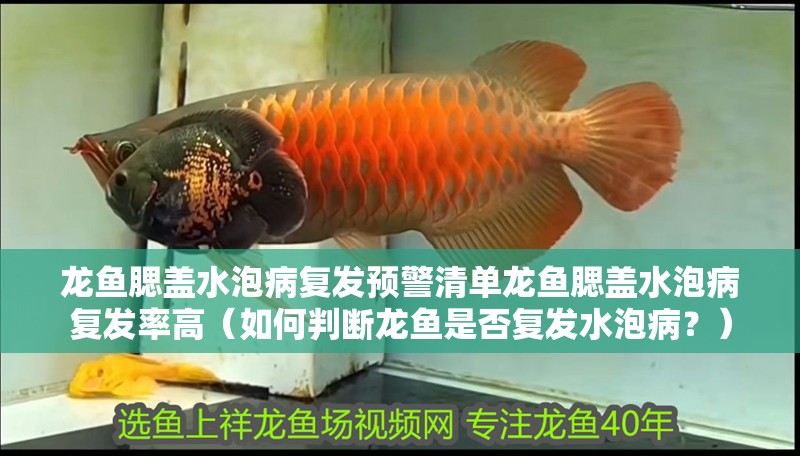 龍魚腮蓋水泡病復發預警清單龍魚腮蓋水泡病復發率高（如何判斷龍魚是否復發水泡病？）
