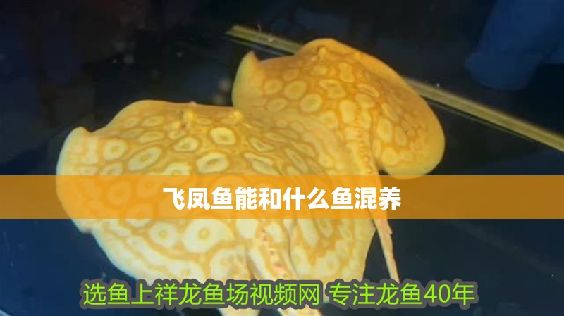 飛鳳魚能和什么魚混養(yǎng)