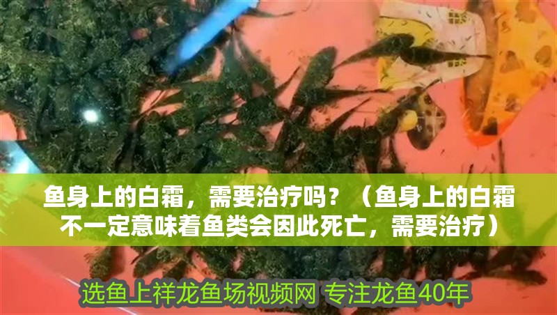 魚身上的白霜，需要治療嗎？（魚身上的白霜不一定意味著魚類會(huì)因此死亡，需要治療）