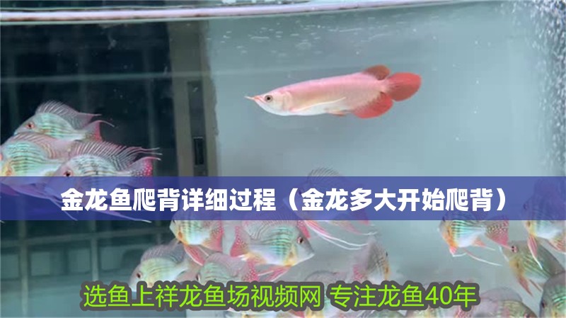 金龍魚爬背詳細過程（金龍多大開始爬背）