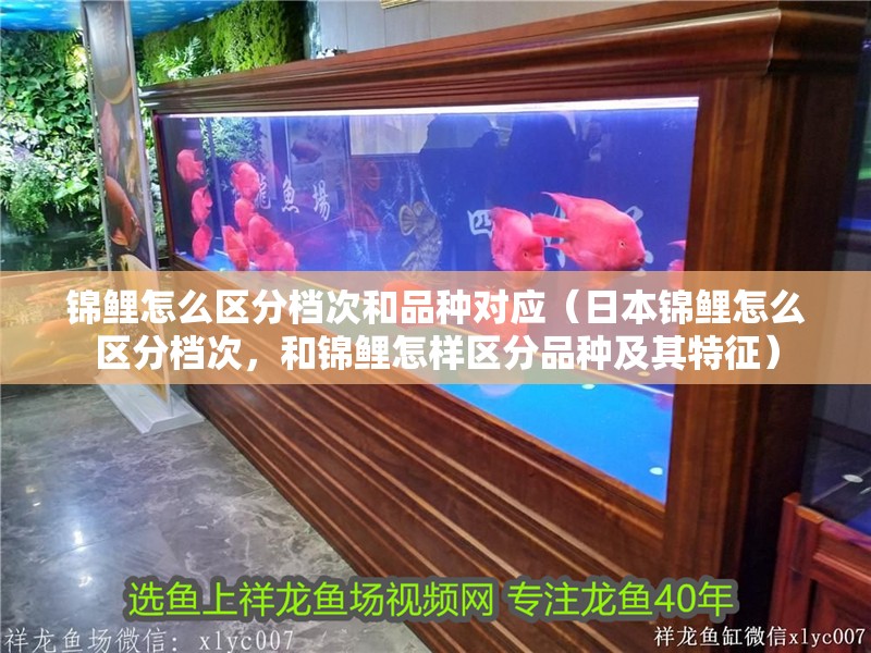 錦鯉怎么區(qū)分檔次和品種對(duì)應(yīng)（日本錦鯉怎么區(qū)分檔次，和錦鯉怎樣區(qū)分品種及其特征）