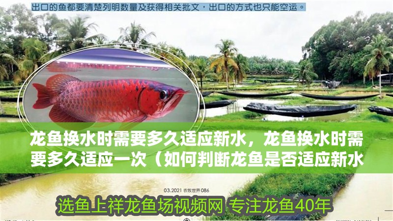 龍魚換水時需要多久適應新水，龍魚換水時需要多久適應一次（如何判斷龍魚是否適應新水）