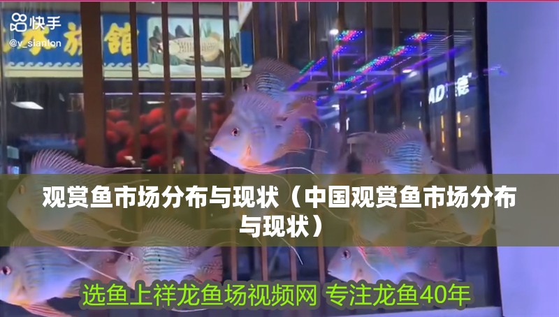 觀賞魚市場(chǎng)分布與現(xiàn)狀（中國(guó)觀賞魚市場(chǎng)分布與現(xiàn)狀）