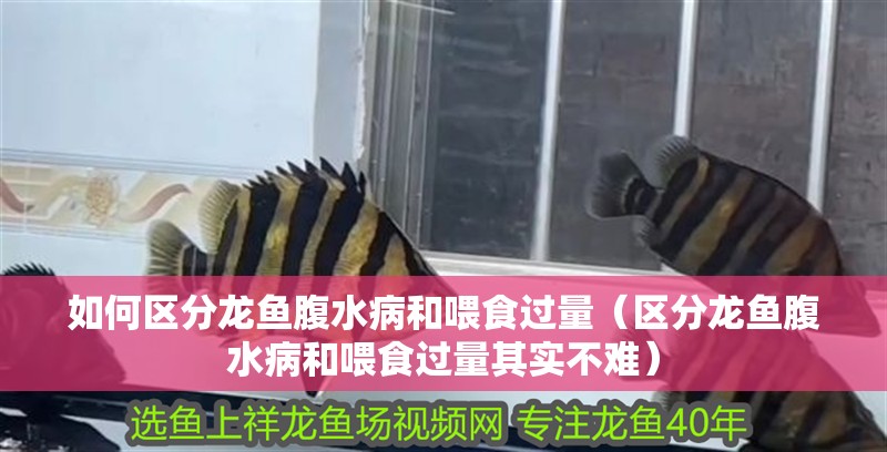 如何區(qū)分龍魚(yú)腹水病和喂食過(guò)量（區(qū)分龍魚(yú)腹水病和喂食過(guò)量其實(shí)不難）