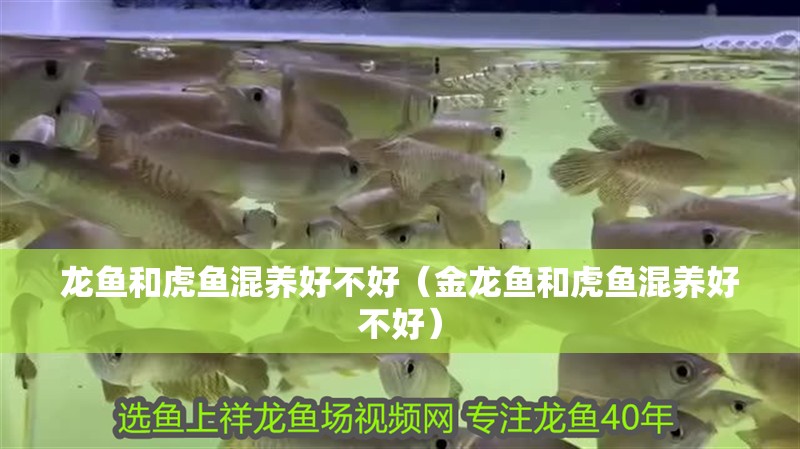 龍魚和虎魚混養(yǎng)好不好（金龍魚和虎魚混養(yǎng)好不好）