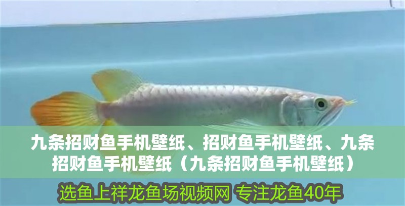 九條招財(cái)魚(yú)手機(jī)壁紙、招財(cái)魚(yú)手機(jī)壁紙、九條招財(cái)魚(yú)手機(jī)壁紙（九條招財(cái)魚(yú)手機(jī)壁紙）