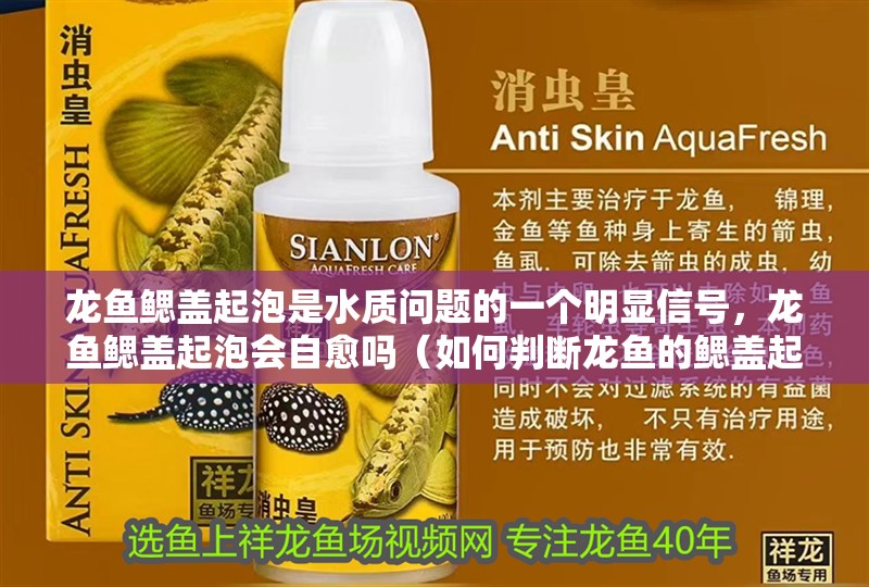 龍魚鰓蓋起泡是水質(zhì)問題的一個明顯信號，龍魚鰓蓋起泡會自愈嗎（如何判斷龍魚的鰓蓋起泡是否嚴(yán)重） 龍魚鰓蓋起泡是水質(zhì)問題的一個明顯信號，龍魚鰓蓋起泡會自愈嗎（如何判斷龍魚的鰓蓋起泡是否嚴(yán)重） 龍魚百科