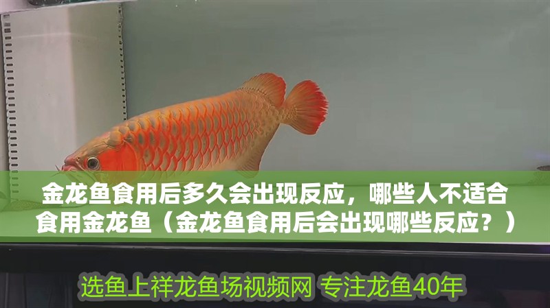 金龍魚食用后多久會出現反應，哪些人不適合食用金龍魚（金龍魚食用后會出現哪些反應？）