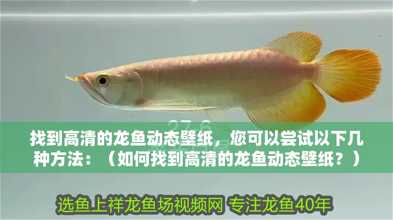 找到高清的龍魚動態(tài)壁紙，您可以嘗試以下幾種方法：（如何找到高清的龍魚動態(tài)壁紙？）