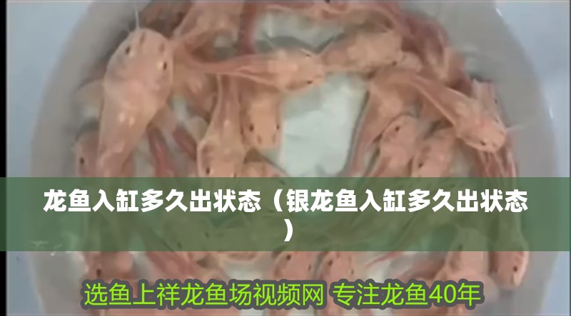 龍魚入缸多久出狀態(tài)（銀龍魚入缸多久出狀態(tài)）