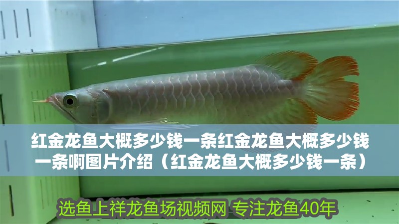 紅金龍魚大概多少錢一條紅金龍魚大概多少錢一條啊圖片介紹（紅金龍魚大概多少錢一條）