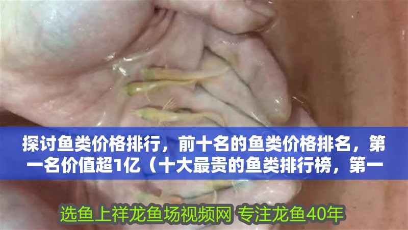 探討魚類價格排行，前十名的魚類價格排名，第一名價值超1億（十大最貴的魚類排行榜，第一名價值超1億）