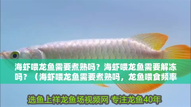 海蝦喂龍魚需要煮熟嗎？海蝦喂龍魚需要解凍嗎？（海蝦喂龍魚需要煮熟嗎，龍魚喂食頻率表）