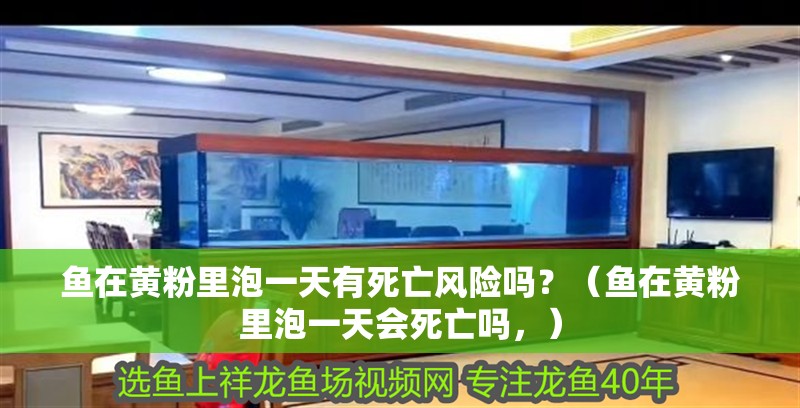 魚在黃粉里泡一天有死亡風(fēng)險嗎？（魚在黃粉里泡一天會死亡嗎，）
