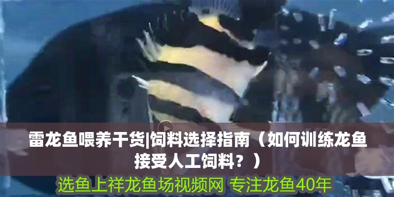 雷龍魚喂養干貨|飼料選擇指南（如何訓練龍魚接受人工飼料？）