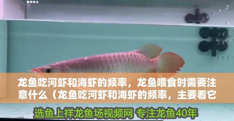龍魚吃河蝦和海蝦的頻率，龍魚喂食時(shí)需要注意什么（龍魚吃河蝦和海蝦的頻率，主要看它的成長(zhǎng)階段和健康狀態(tài)） 龍魚吃河蝦和海蝦的頻率，龍魚喂食時(shí)需要注意什么（龍魚吃河蝦和海蝦的頻率，主要看它的成長(zhǎng)階段和健康狀態(tài)） 龍魚百科