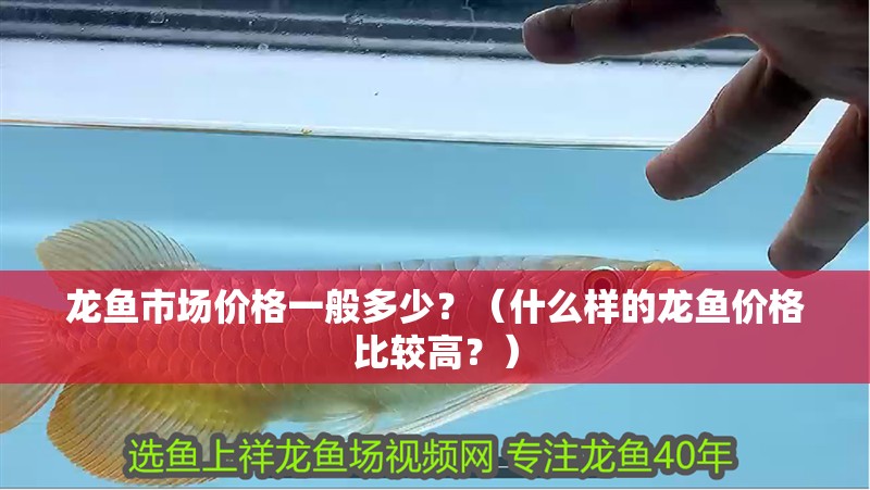 龍魚市場價格一般多少？（什么樣的龍魚價格比較高？）