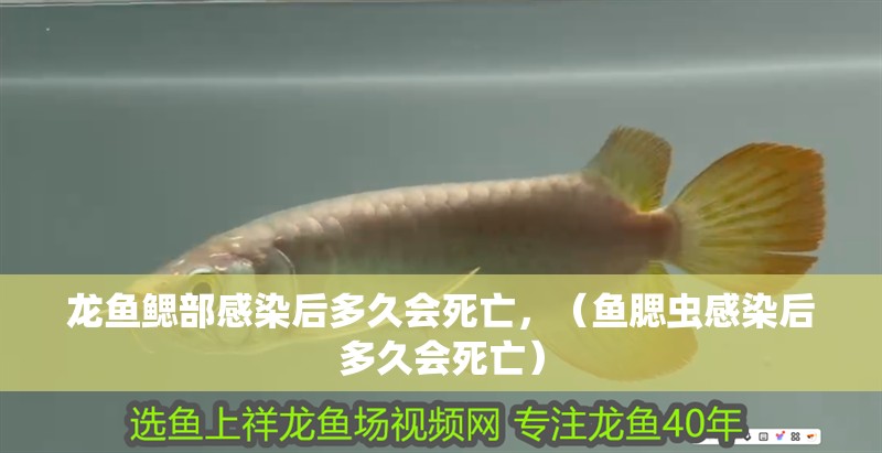 龍魚鰓部感染后多久會死亡，（魚腮蟲感染后多久會死亡）