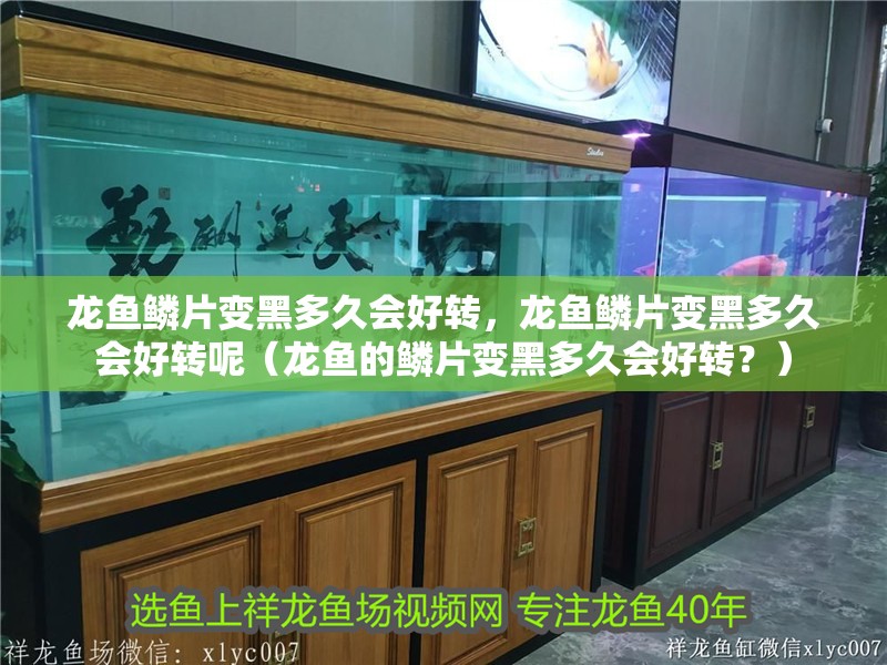 龍魚鱗片變黑多久會好轉(zhuǎn)，龍魚鱗片變黑多久會好轉(zhuǎn)呢（龍魚的鱗片變黑多久會好轉(zhuǎn)？）