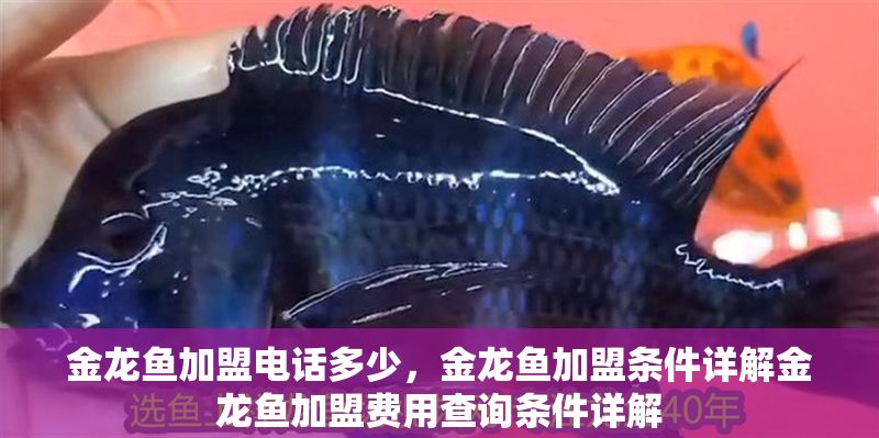 金龍魚加盟電話多少，金龍魚加盟條件詳解金龍魚加盟費用查詢條件詳解