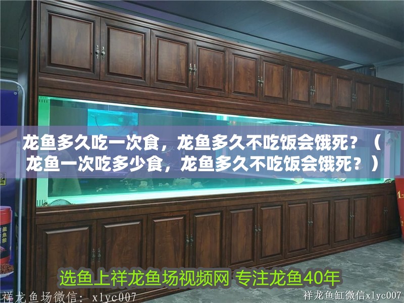 龍魚多久吃一次食，龍魚多久不吃飯會餓死？（龍魚一次吃多少食，龍魚多久不吃飯會餓死？）