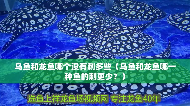 烏魚和龍魚哪個沒有刺多些（烏魚和龍魚哪一種魚的刺更少？）