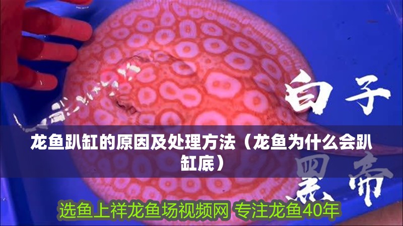 龍魚趴缸的原因及處理方法（龍魚為什么會趴缸底）