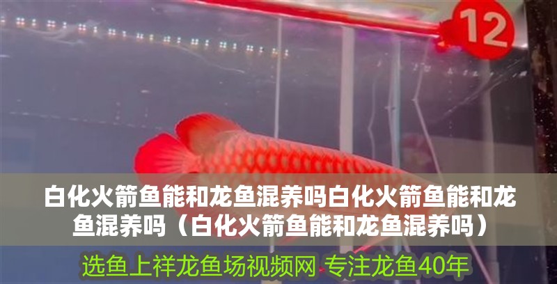 白化火箭魚(yú)能和龍魚(yú)混養(yǎng)嗎白化火箭魚(yú)能和龍魚(yú)混養(yǎng)嗎（白化火箭魚(yú)能和龍魚(yú)混養(yǎng)嗎）