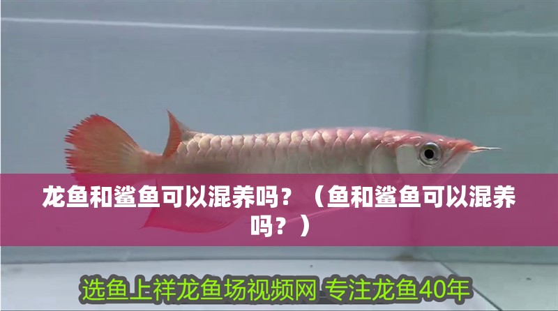 龍魚和鯊魚可以混養嗎？（魚和鯊魚可以混養嗎？）