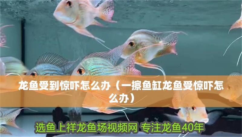 龍魚受到驚嚇怎么辦（一擦魚缸龍魚受驚嚇怎么辦）