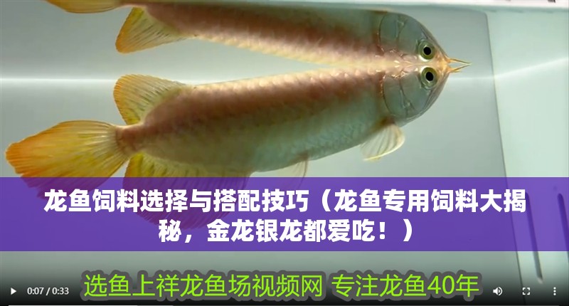 龍魚(yú)飼料選擇與搭配技巧（龍魚(yú)專用飼料大揭秘，金龍銀龍都愛(ài)吃！）