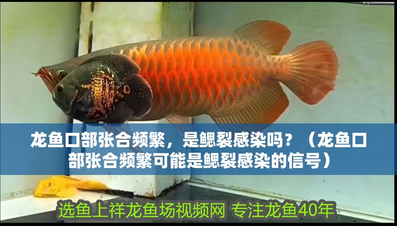 龍魚口部張合頻繁，是鰓裂感染嗎？（龍魚口部張合頻繁可能是鰓裂感染的信號）