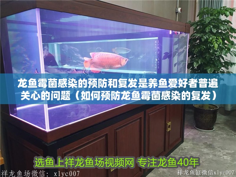 龍魚霉菌感染的預防和復發是養魚愛好者普遍關心的問題（如何預防龍魚霉菌感染的復發）