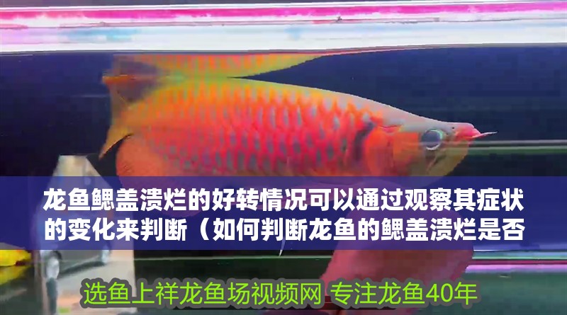 龍魚鰓蓋潰爛的好轉(zhuǎn)情況可以通過觀察其癥狀的變化來判斷（如何判斷龍魚的鰓蓋潰爛是否好轉(zhuǎn)）