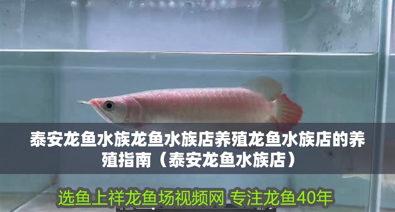 泰安龍魚水族龍魚水族店養殖龍魚水族店的養殖指南（泰安龍魚水族店）