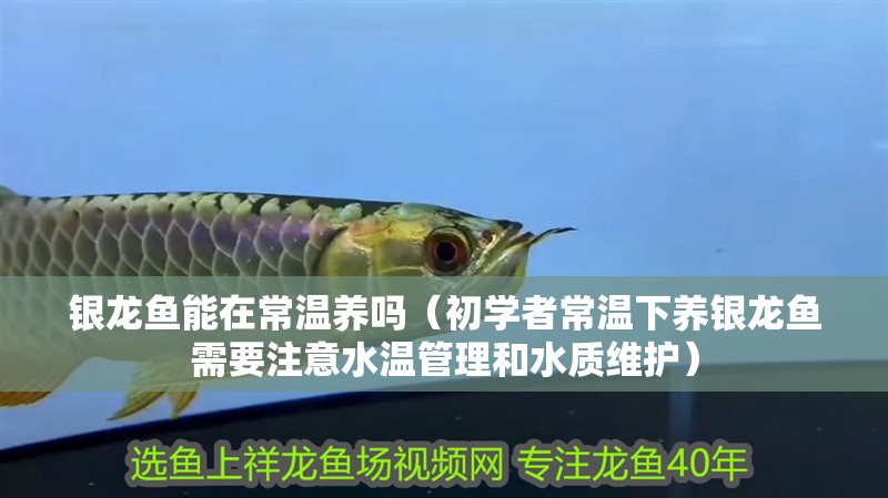 銀龍魚能在常溫養嗎（初學者常溫下養銀龍魚需要注意水溫管理和水質維護）