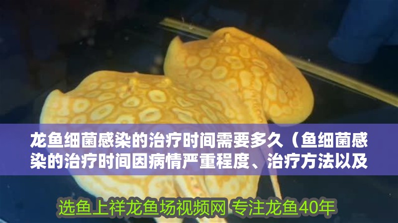 龍魚細菌感染的治療時間需要多久（魚細菌感染的治療時間因病情嚴(yán)重程度、治療方法以及個體差異而異）
