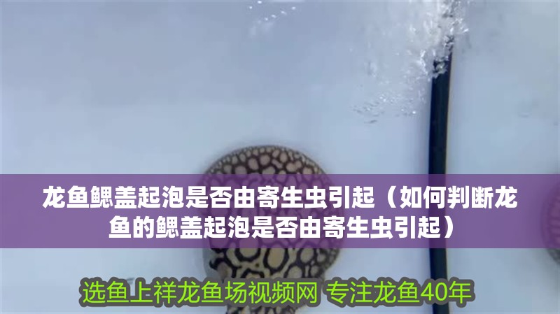 龍魚鰓蓋起泡是否由寄生蟲引起（如何判斷龍魚的鰓蓋起泡是否由寄生蟲引起）