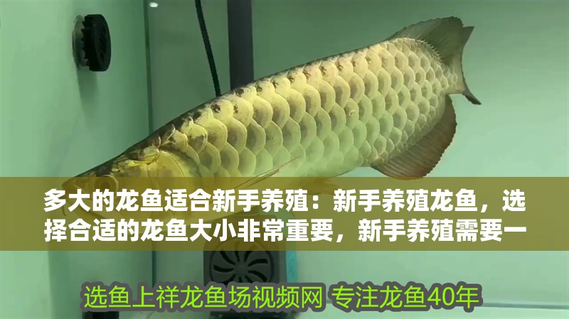 多大的龍魚適合新手養殖：新手養殖龍魚，選擇合適的龍魚大小非常重要，新手養殖需要一定的知識